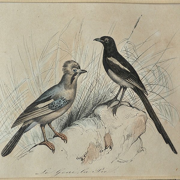 額装された博物図版 鳥・2A/フランスアンティーク雑貨 絵画 BUFFON 銅 