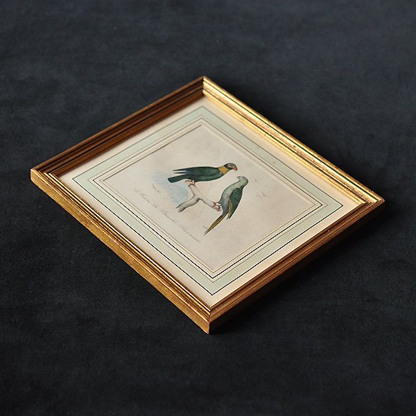 額装された博物図版 鳥・2B/フランスアンティーク雑貨 絵画 BUFFON 銅 