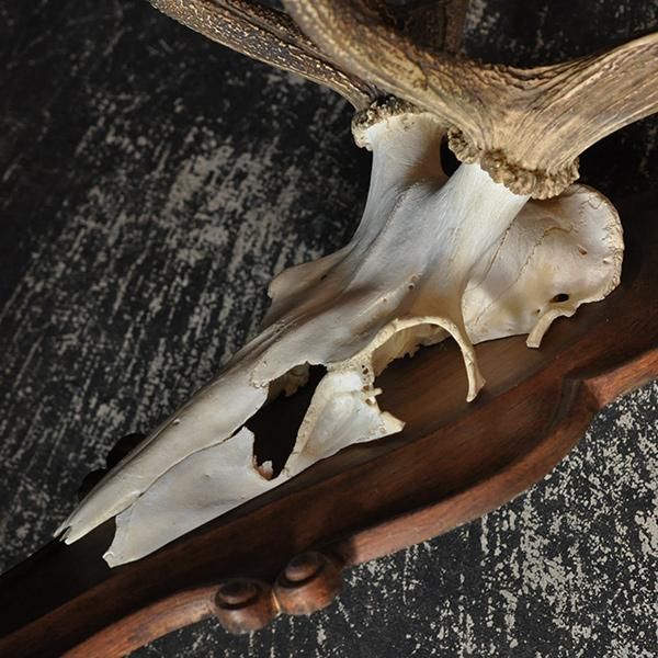 ハンティングトロフィー・アカシカ/フランスアンティーク雑貨