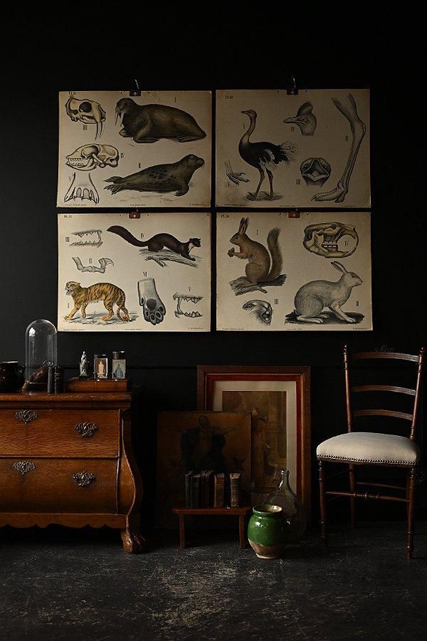 動物チャート・A（セイウチ）博物画/フランスアンティーク雑貨の