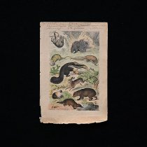 １８世紀・１９世紀アンティーク博物画、銅版画販売のSibora（生物）
