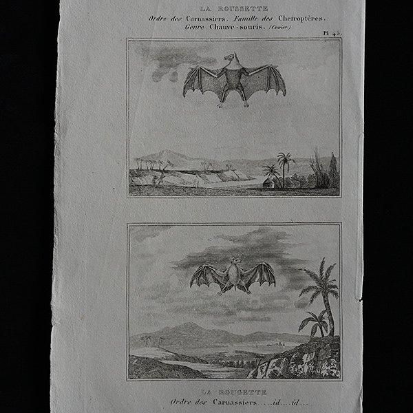 キツネの図版　フランス　アンティーク　版画　1880年　動物　博物画　額縁 キツネの図版 フランス アンティーク 版画 1880年 動物 博物画
