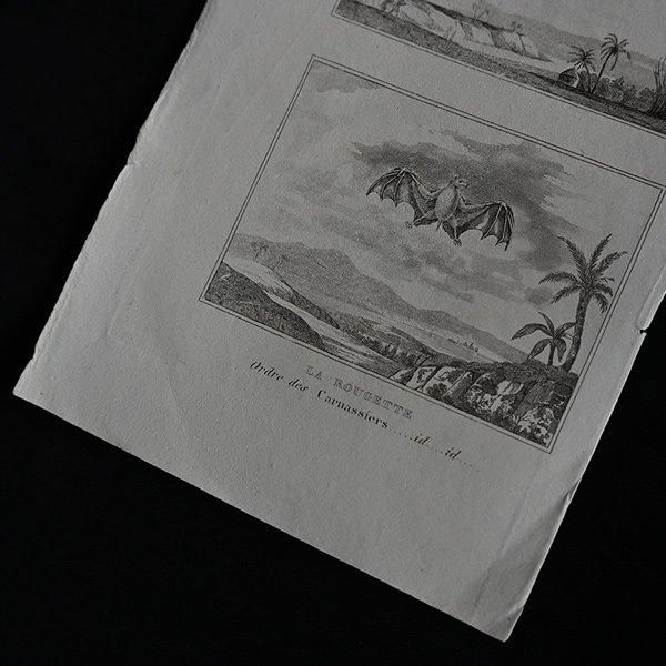 キツネの図版　フランス　アンティーク　版画　1880年　動物　博物画　額縁 キツネの図版 フランス アンティーク 版画 1880年 動物 博物画