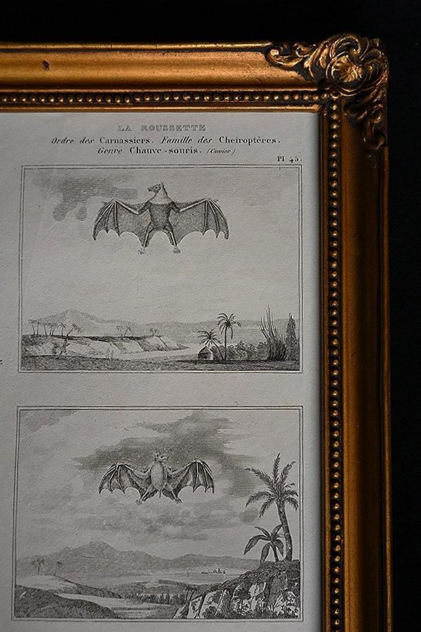 サイの全身骨格の図版　1800年代　フランス　アンティーク　銅版画　博物図譜 サイの全身骨格の図版 1800年代 フランス アンティーク 銅版画