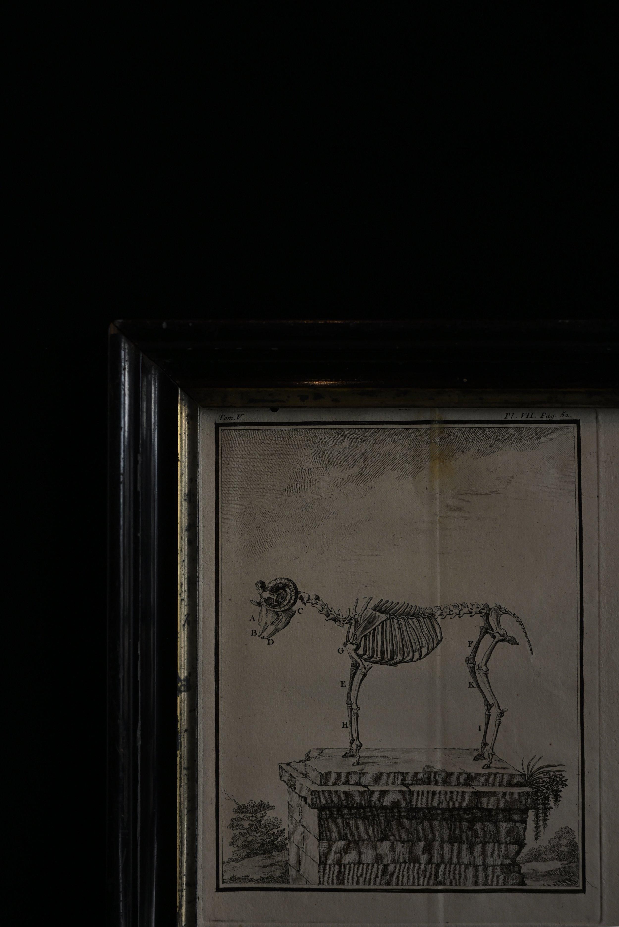サイの全身骨格の図版　1800年代　フランス　アンティーク　銅版画　博物図譜 サイの全身骨格の図版 1800年代 フランス アンティーク 銅版画