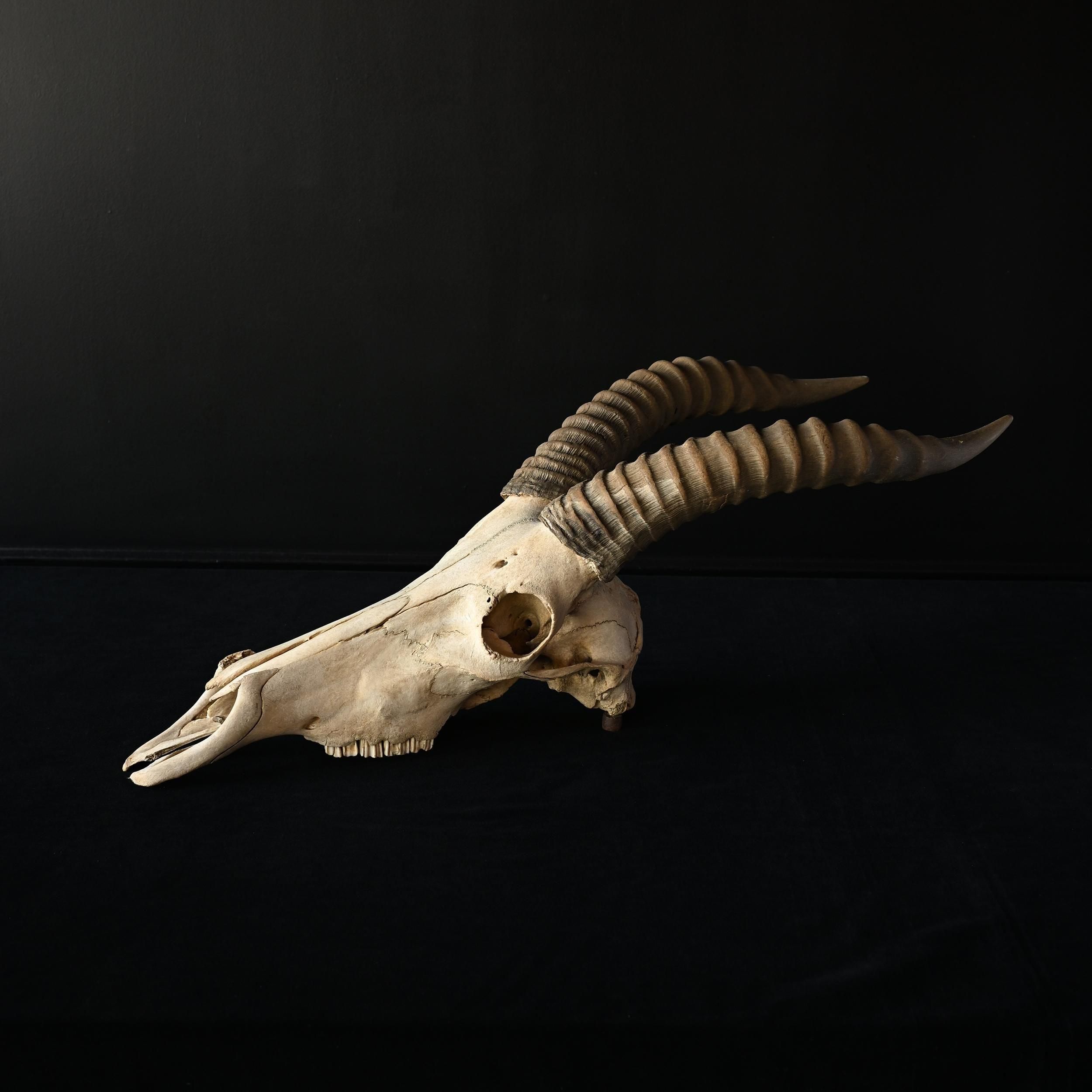 バイソンハンティングトロフィー剥製標本頭骨