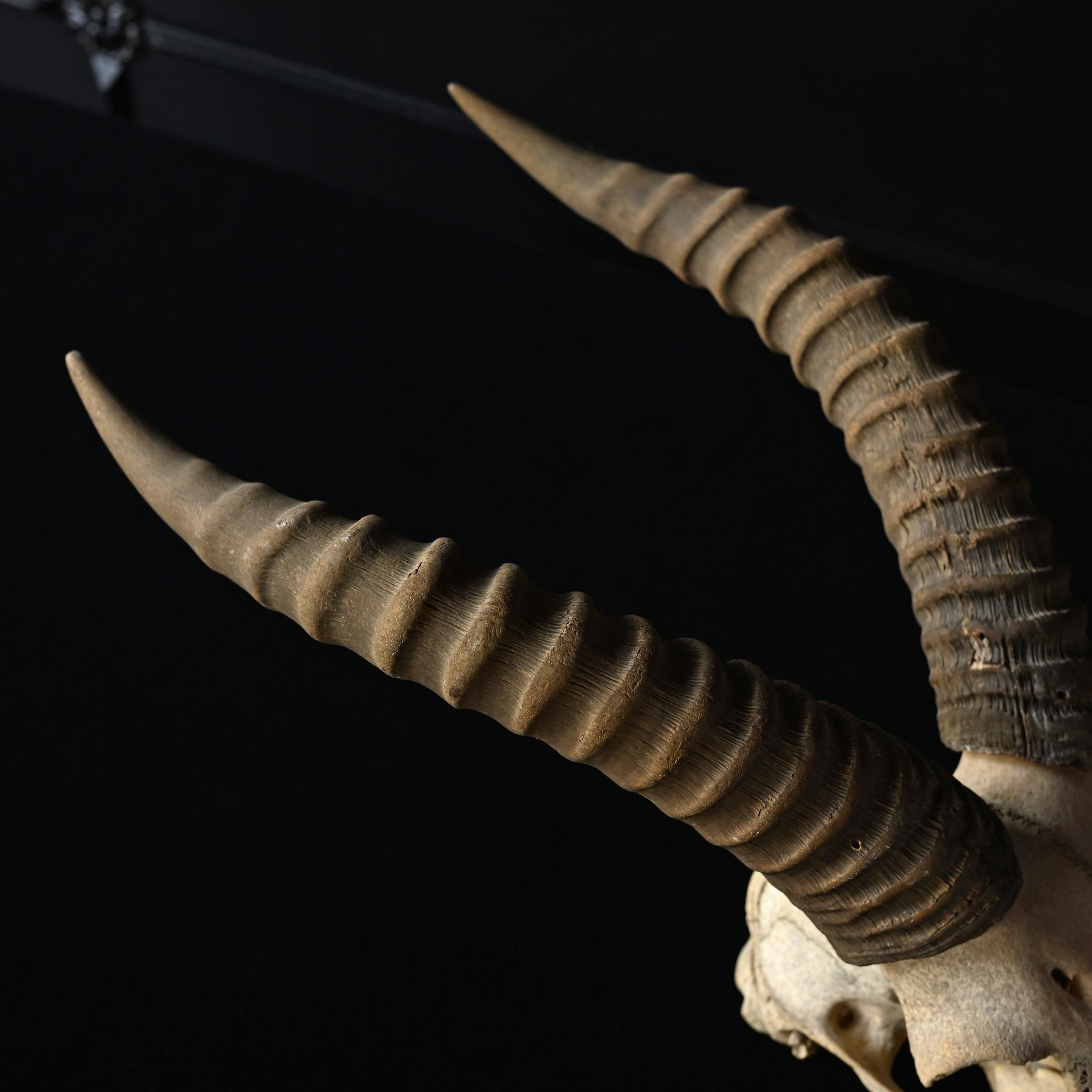 枯れた頭骨 | アンティーク ハンティングトロフィー スカル