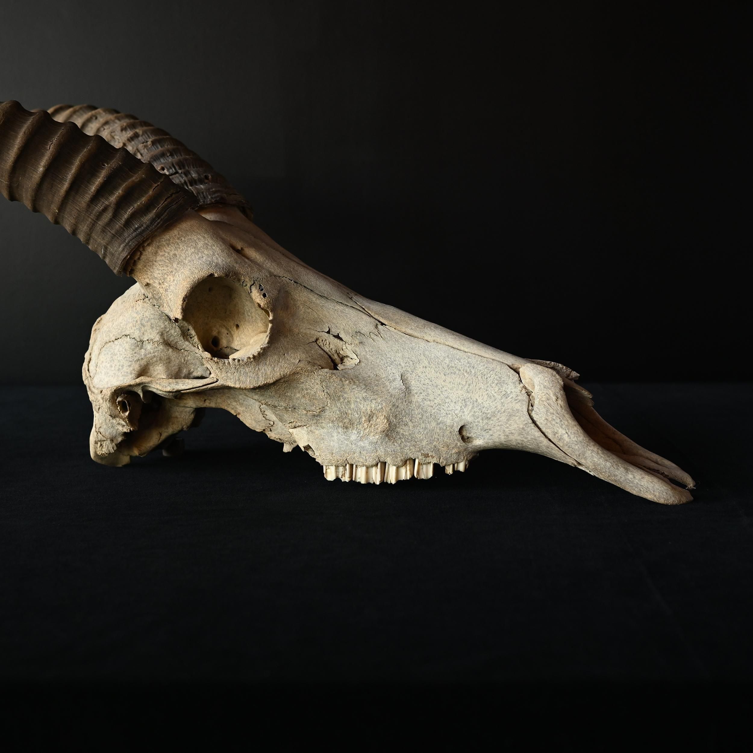 枯れた頭骨 | アンティーク ハンティングトロフィー スカル【Sibora】