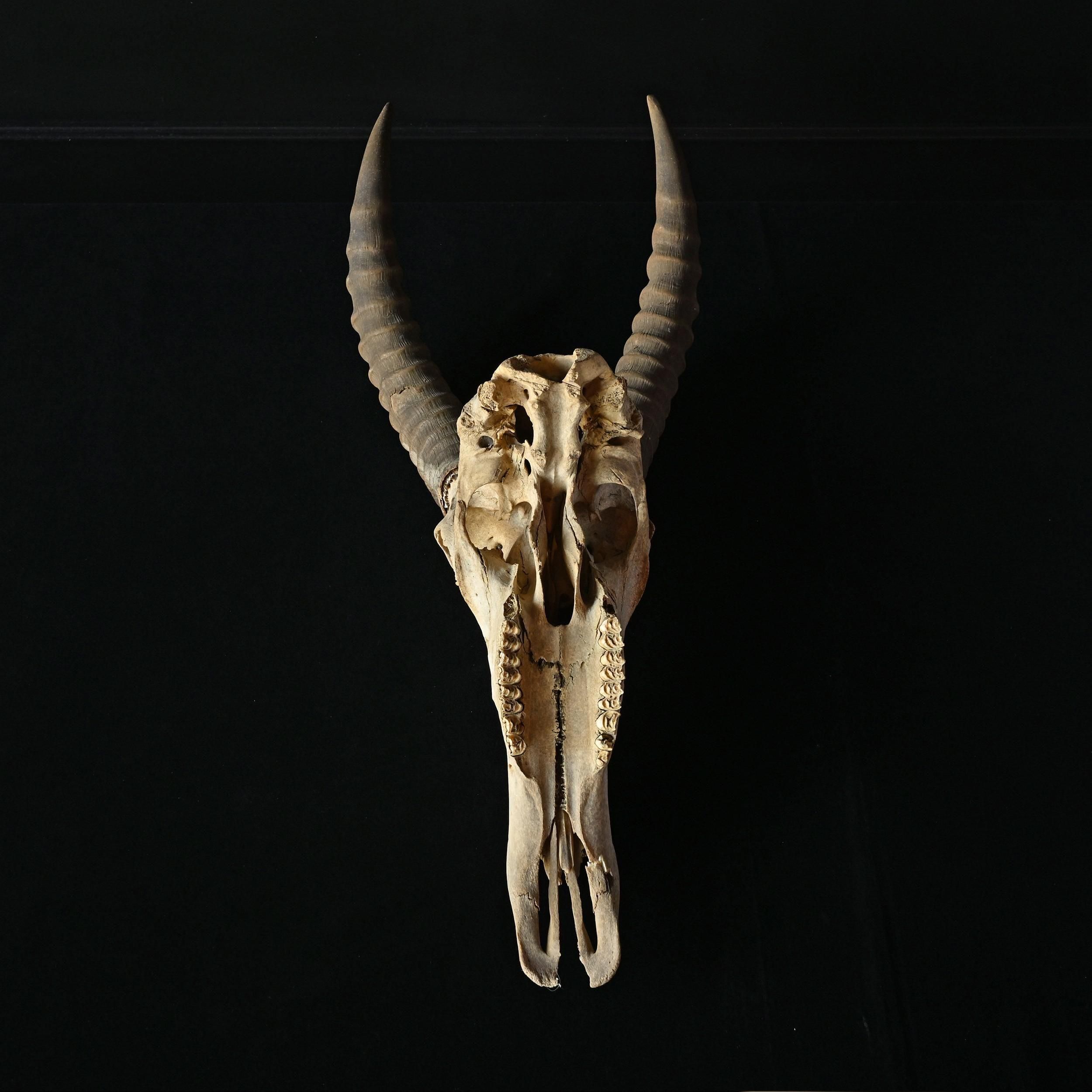 枯れた頭骨 | アンティーク ハンティングトロフィー スカル