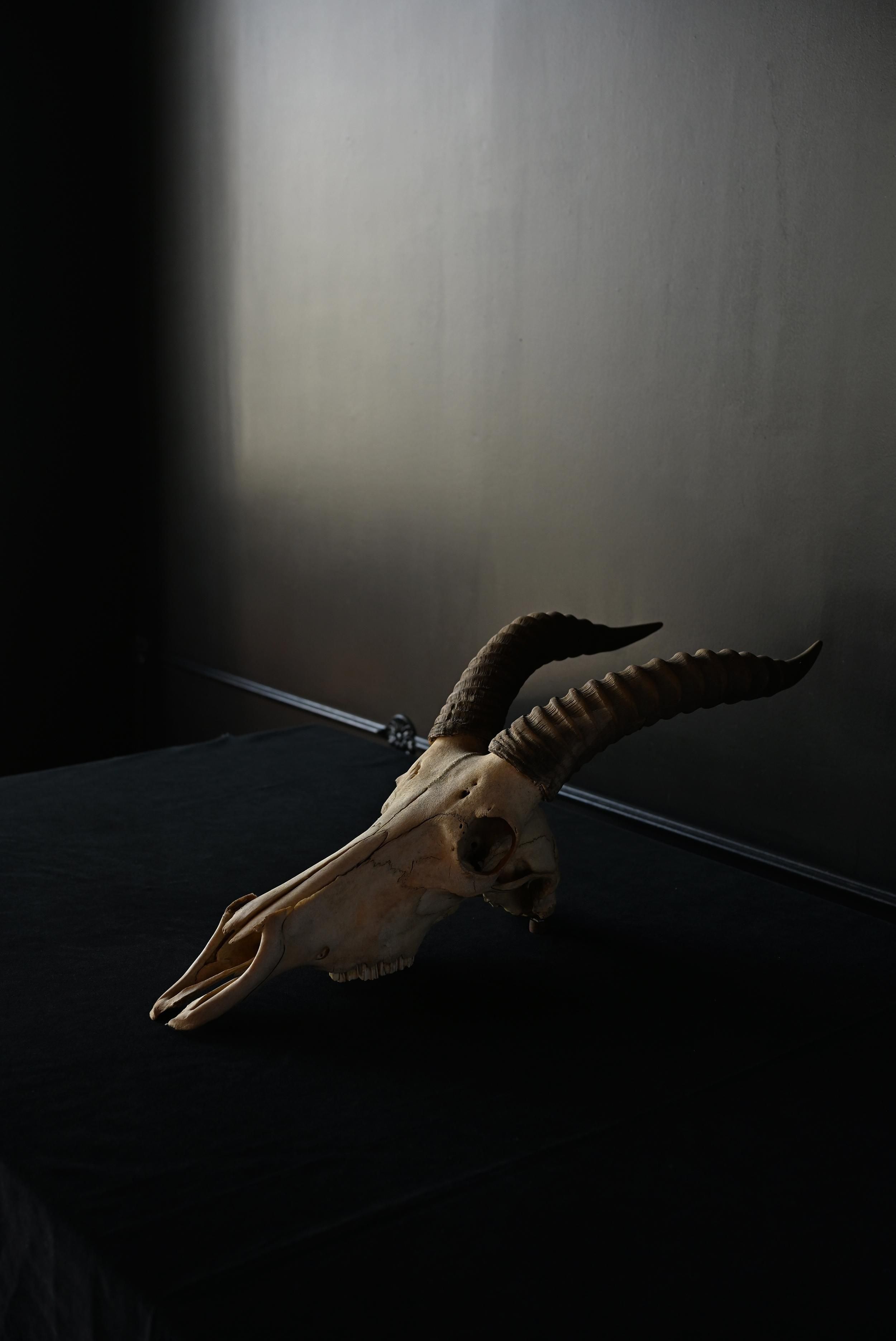 枯れた頭骨 | アンティーク ハンティングトロフィー スカル【Sibora】