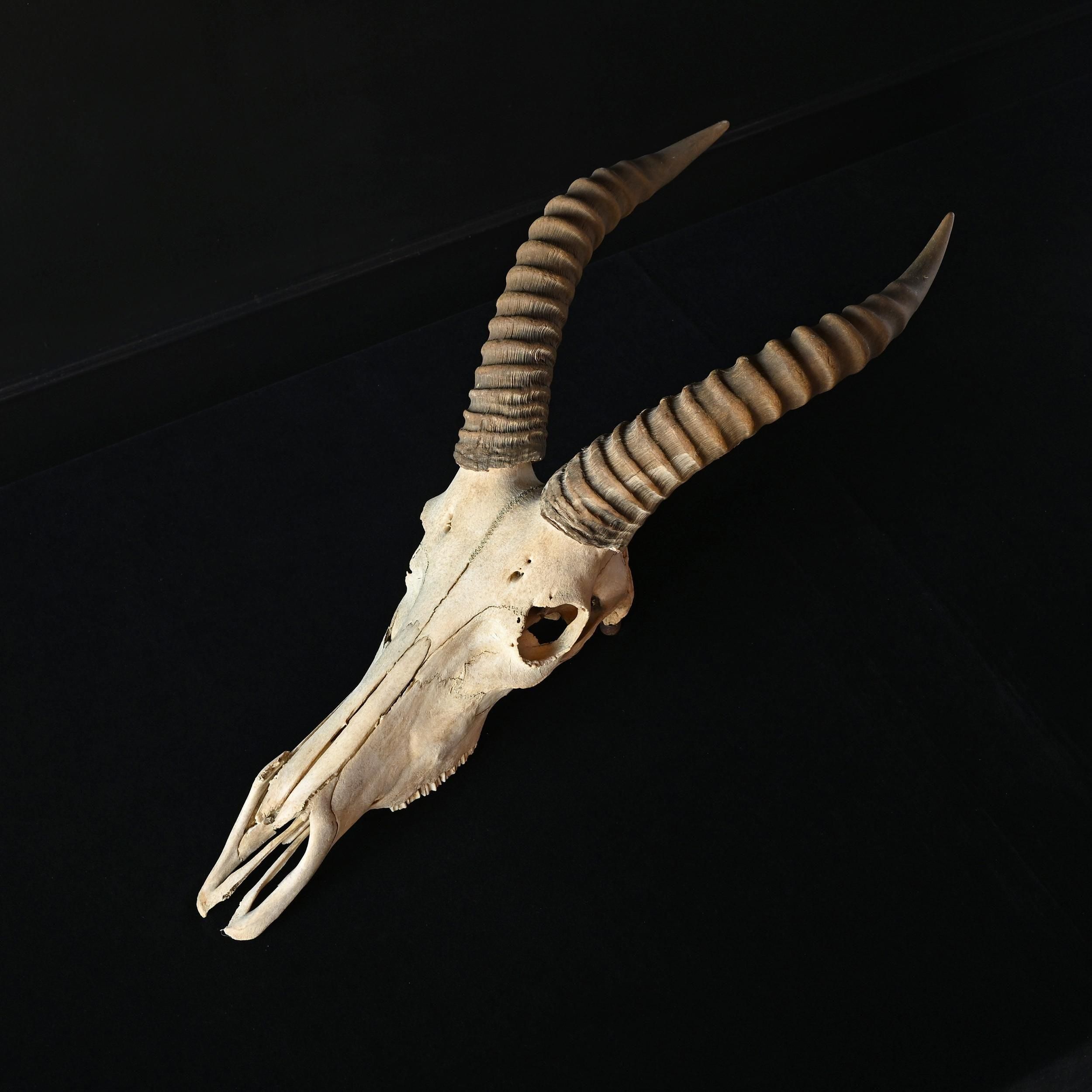 インパラ　剥製　ハンティングトロフィー インパラ 剥製 ハンティングトロフィー