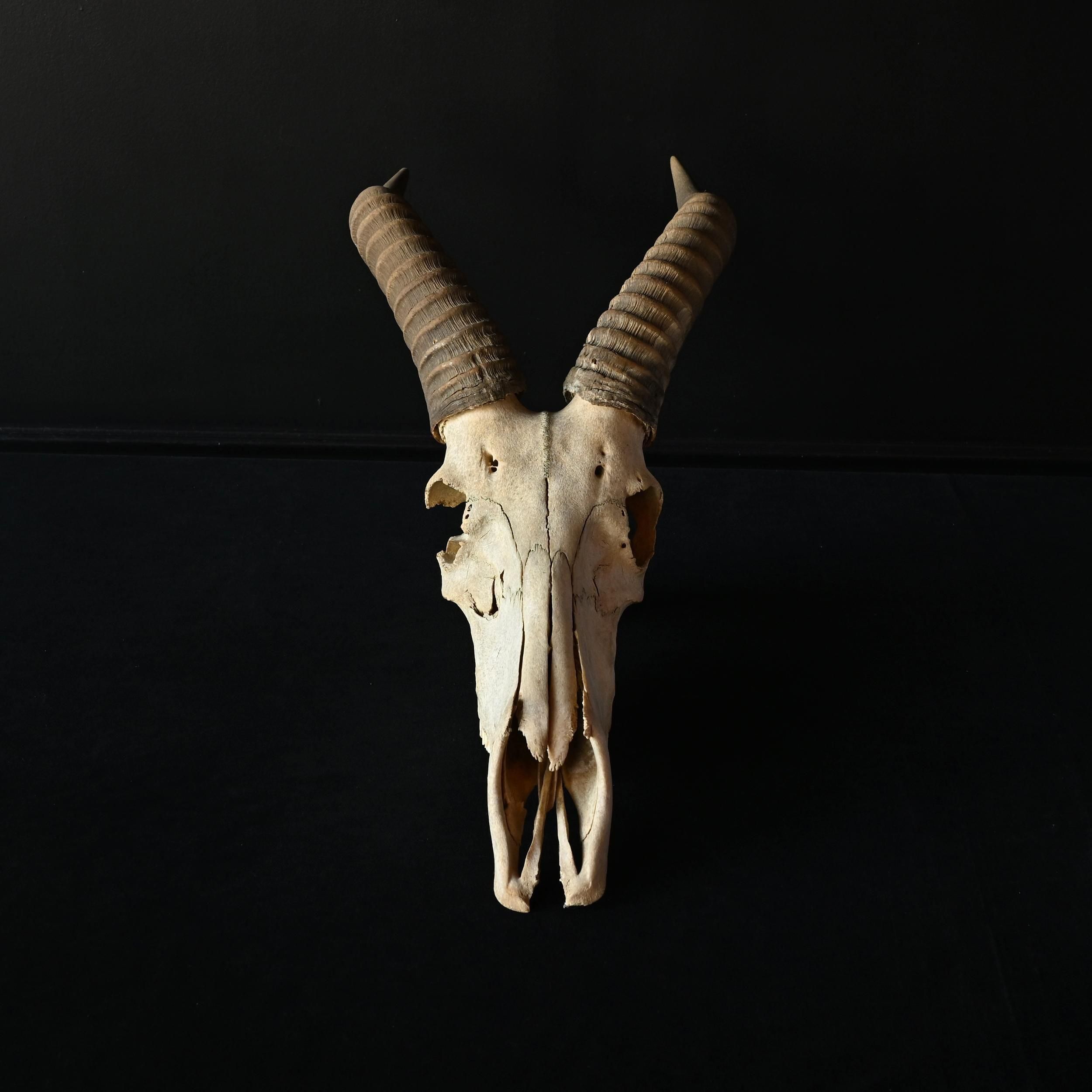 バイソン　ハンティングトロフィー　剥製　標本　頭骨 バイソンハンティングトロフィー剥製標本頭骨