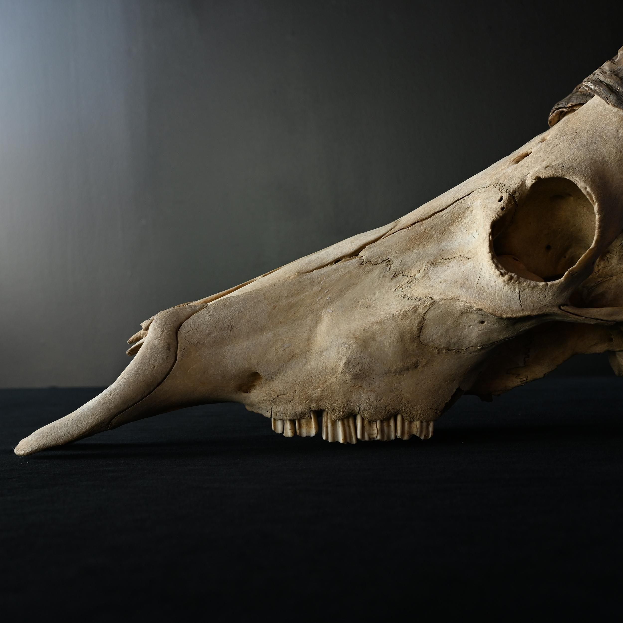 枯れた頭骨 | アンティーク ハンティングトロフィー スカル【Sibora】