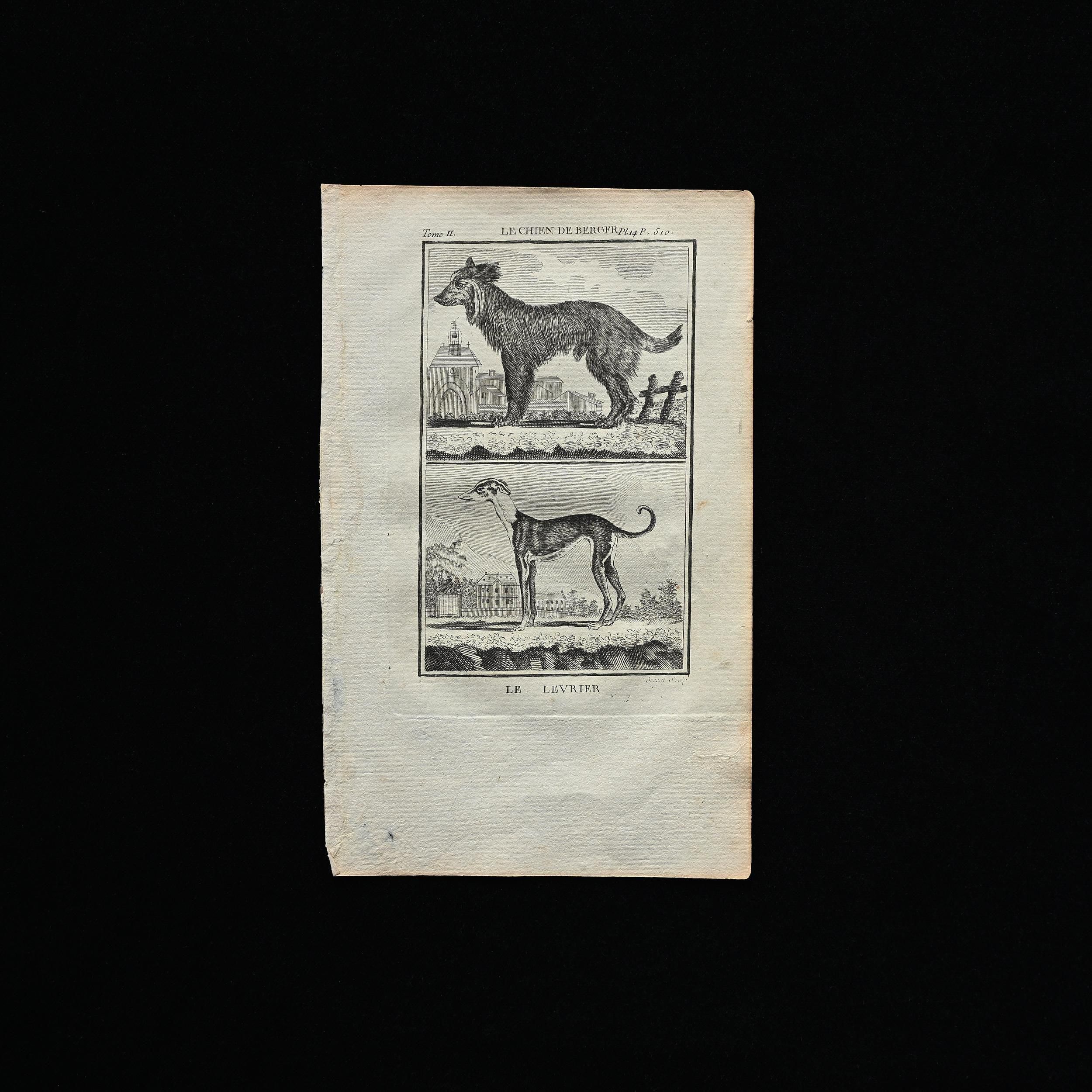 buffon 銅版画・犬・C2| 博物画 フランスアンティーク雑貨のSibora