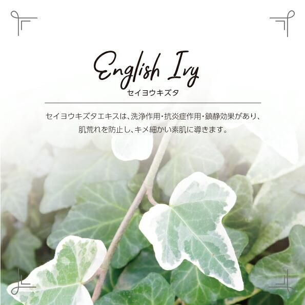 セイヨウキヅタ