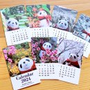【セール】パンダの写真がいっぱいカード型カレンダー2024【残りわずか】