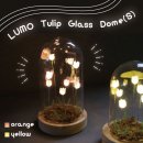 LUMO Tulip Glass Dome (S) L04-8013 L04-8014 Orange YellowڥХ륢 塼å ƥꥢ  LED ꥹޥ