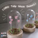 LUMO Tulip Glass Dome (L) L04-8015 L04-8016 Pink BlueڥХ륢 塼å  ƥꥢ LED饤 ꥹޥ