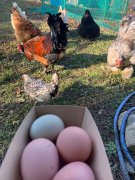 鶏の楽園(放し飼い自然養鶏)の健康卵