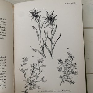 My hundred swiss flowers 1887