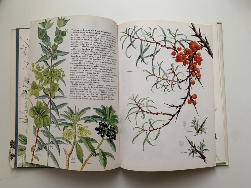 potraits of wild flowers 植物図鑑